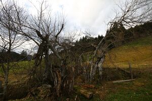 Rösteralm -ramsau 79511 2014-11-16.jpg