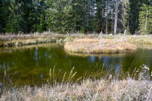 Biotop Steinitzenalm-0056-2021-10-30.jpg