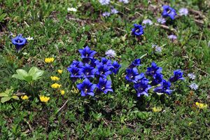 Blumen tauplitzalm 51690 2017-06-24.jpg