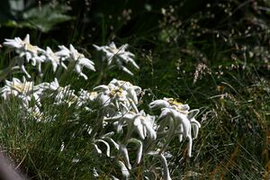 Edelweiß wildkar 0729 13-07-27.jpg