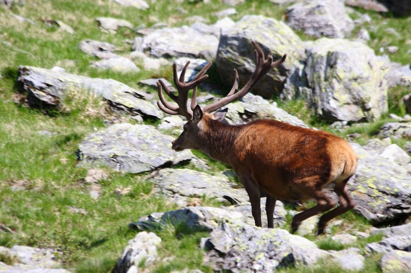 Datei:Hirsche fürstkar 1345 13-07-13.jpg