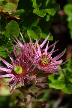 Im stegerkar 23869 2008-07-09.jpg