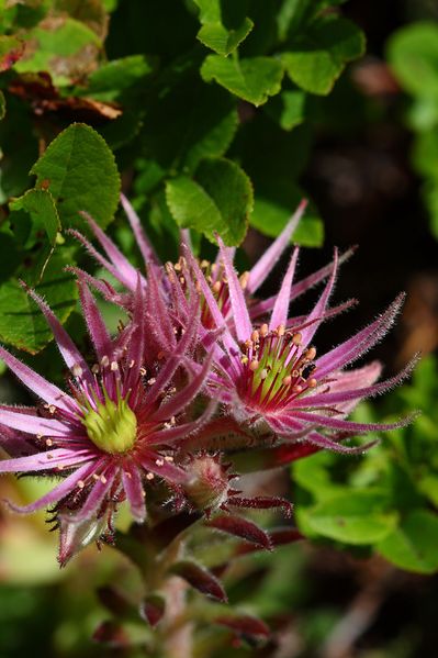 Datei:Im stegerkar 23869 2008-07-09.jpg