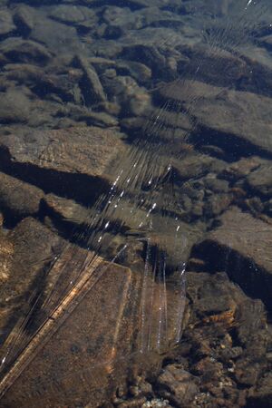 Oberer lanschitzsee 98358 2011-11-01.jpg