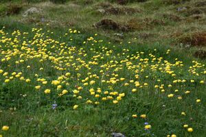Trollblume blaufeldscharte 58098 2013-07-10.jpg