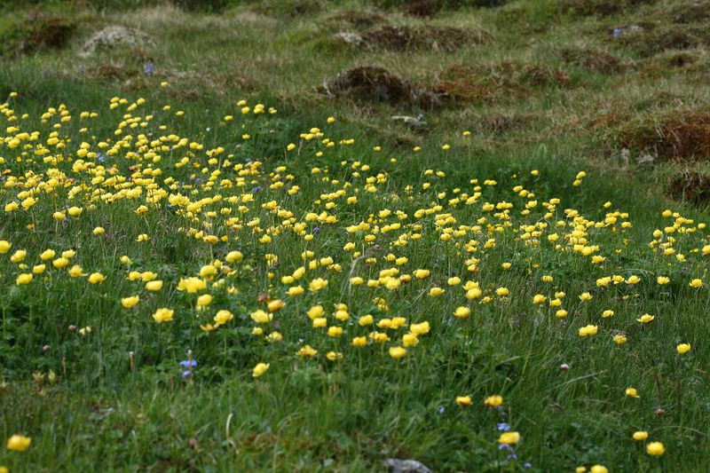 Datei:Trollblume blaufeldscharte 58098 2013-07-10.jpg