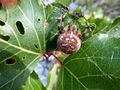 Vierfleckkreuzspinne250200.JPG