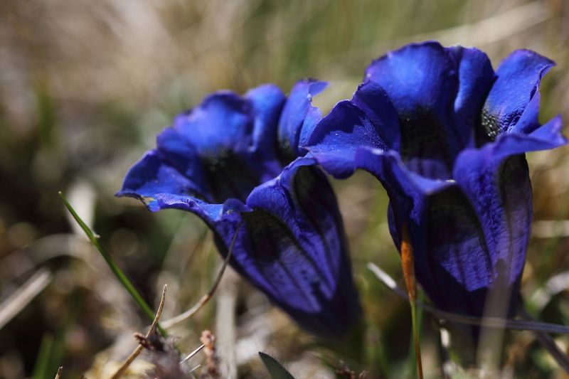 Datei:Enzian sattental 46097 2017-05-19.jpg