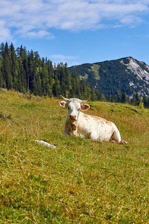 Bärenfeichtenalm-3143-2021-08-03.jpg