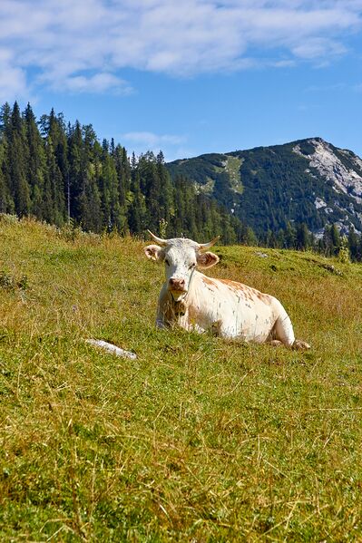 Datei:Bärenfeichtenalm-3143-2021-08-03.jpg