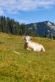 Bärenfeichtenalm-3143-2021-08-03.jpg