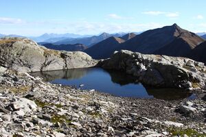 Goldlacken 0239 2013-10-08.jpg