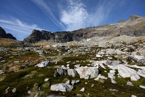 Goldlacken 0400 2013-10-08.jpg