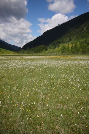Tettermoor 2212 2009-05-29.jpg