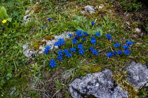 Ausseer Teltschenalm-102-2020-05-27-3.jpg