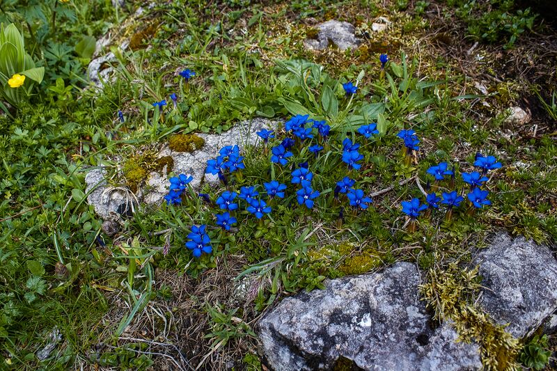 Datei:Ausseer Teltschenalm-102-2020-05-27-3.jpg