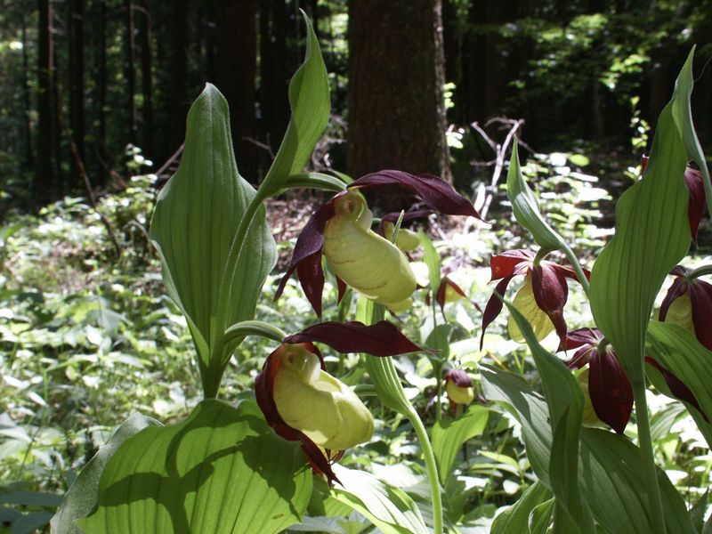 Datei:Frauenschuh 1971 2004-05-30.jpg