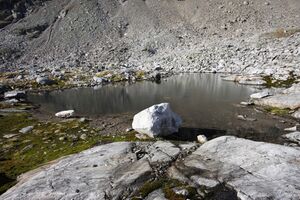 Goldlacken 0311 2013-10-08.jpg