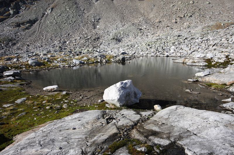 Datei:Goldlacken 0311 2013-10-08.jpg