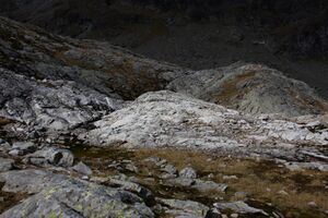 Goldlacken 0456 2013-10-08.jpg