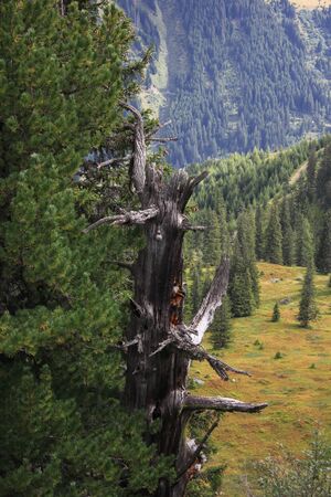 Jausenkogel ost 56276 2017-08-23.jpg