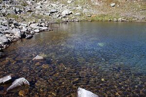 Nördliche krukecklacke 01692 2015-09-13.jpg