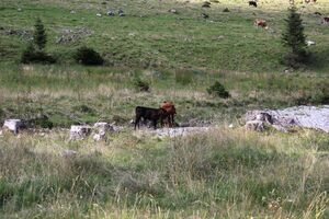 Sattental 56646 2017-08-25.jpg