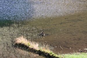 Schwarzensee kleinsölk 72549 2014-09-17.jpg