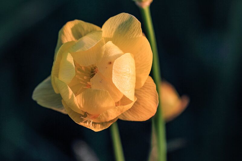 Datei:Trollblume trautenfels 47616 2017-05-16.jpg