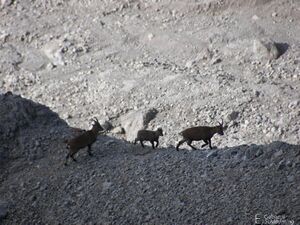 Edelgrieß-steinbock100 9816.jpg