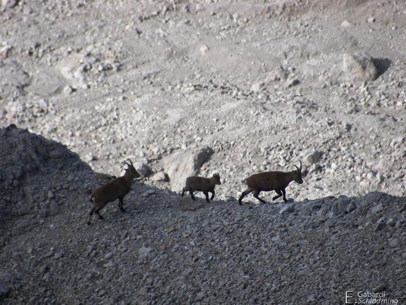 Datei:Edelgrieß-steinbock100 9816.jpg