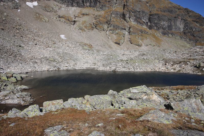 Datei:Goldlacken 0352 2013-10-08.jpg