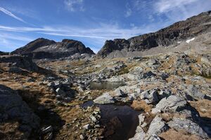 Goldlacken 0420 2013-10-08.jpg