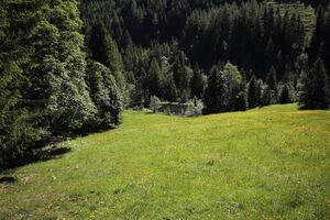 Gumpental 49656 2017-06-09.jpg