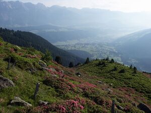 Guschen 2460 2002-06-26.jpg