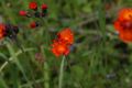 Habichtskraut -planai 16137 2011-07-19.jpg