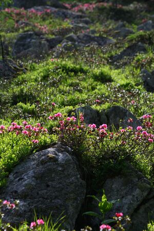 Im wildkar 23564 2008-06-26.jpg