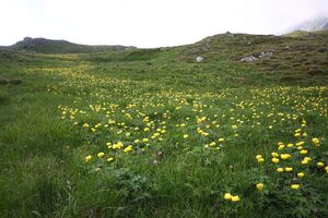 Trollblume blaufeldscharte 58086 2013-07-10.jpg