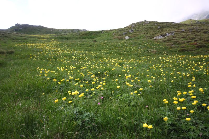 Datei:Trollblume blaufeldscharte 58086 2013-07-10.jpg
