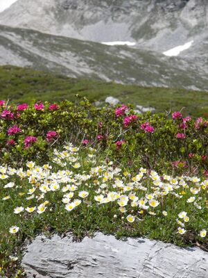 Weiße silberwurz-giglach 90694 2006-07-10.jpg