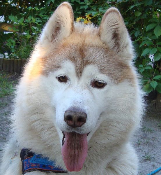 Datei:Alisha ringhofer andreas.jpg