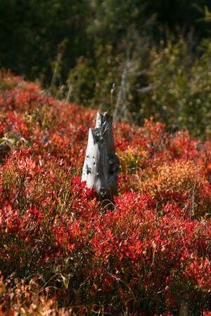 Guschen 19983 2007-09-28.jpg