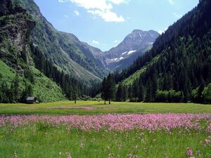 Kuckucksnelke steinriesental 25216 2003-06-22.jpg