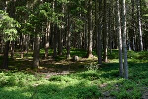 Mitterberg lassing-0582-2023-06-14.jpg