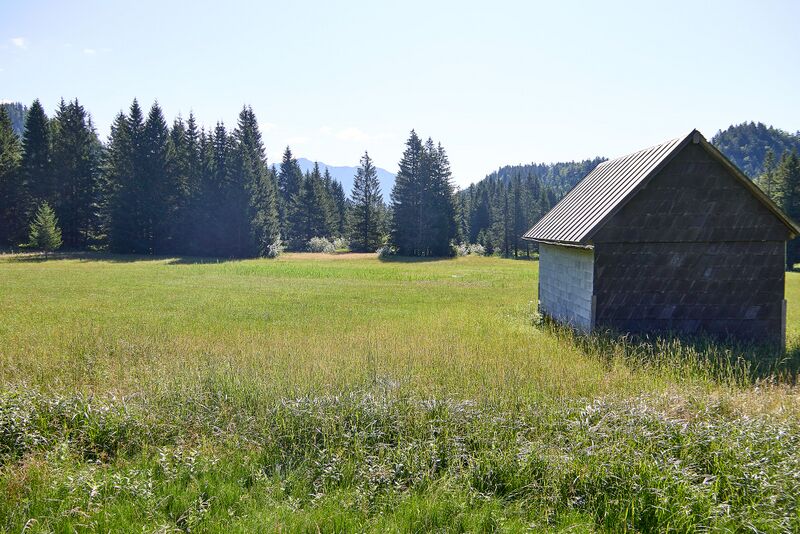 Datei:Scheibenmoos altaussee-031-2026-07-11.jpg