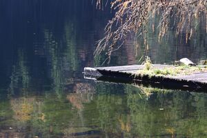 Toplitzsee 77803 2014-11-03.jpg