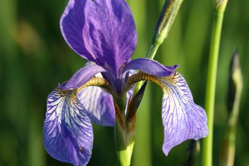 Datei:Feuchtwiesen trautenfels6084.jpg