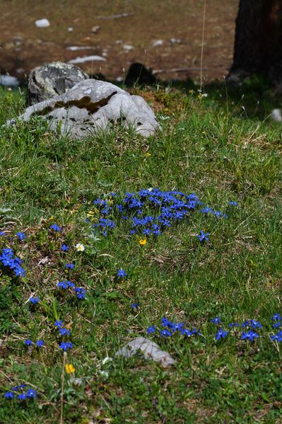 Datei:Frühlingsenzian-brandriedel 90705 2008-06-02.jpg