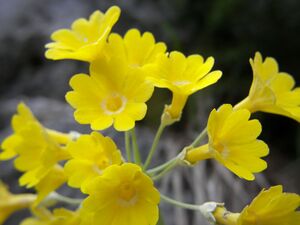 Petergstamm silberkar 90531 2006-05-10.jpg