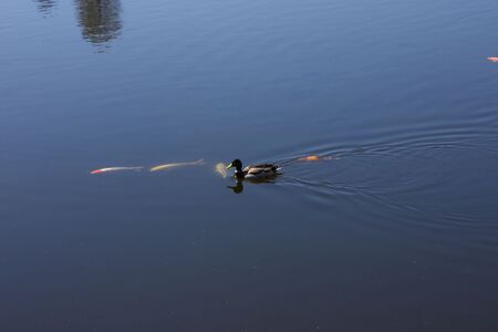 Speicherteich braunhofer 52494 2014-04-07.jpg